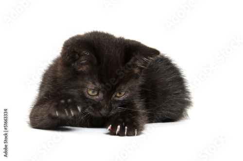 Cute black kitten