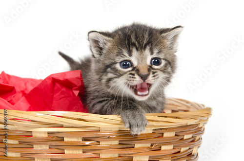 Cute kitten crying