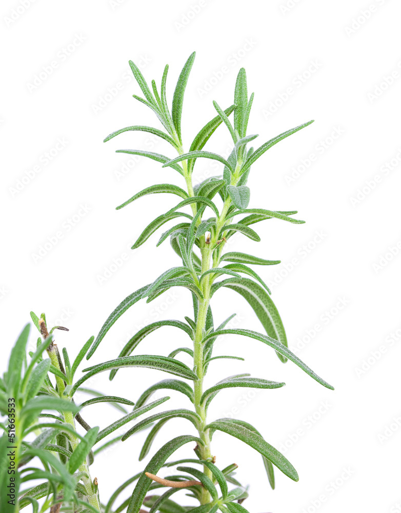 rosemary