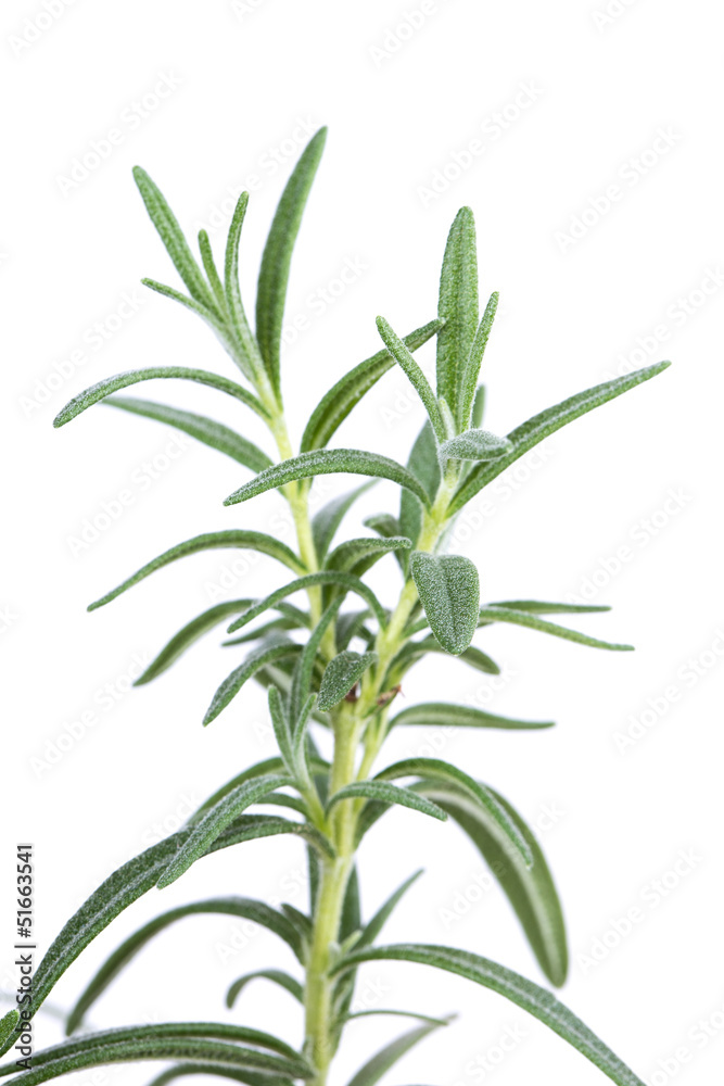rosemary rosemary