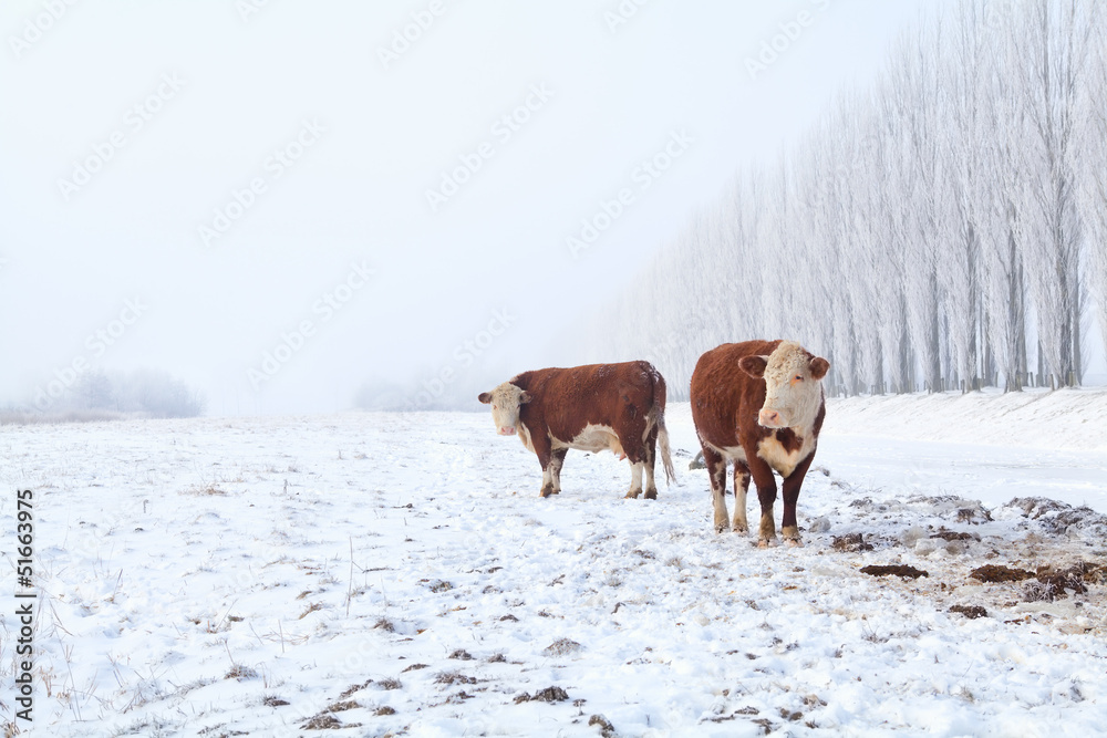 two cows on winter pasture