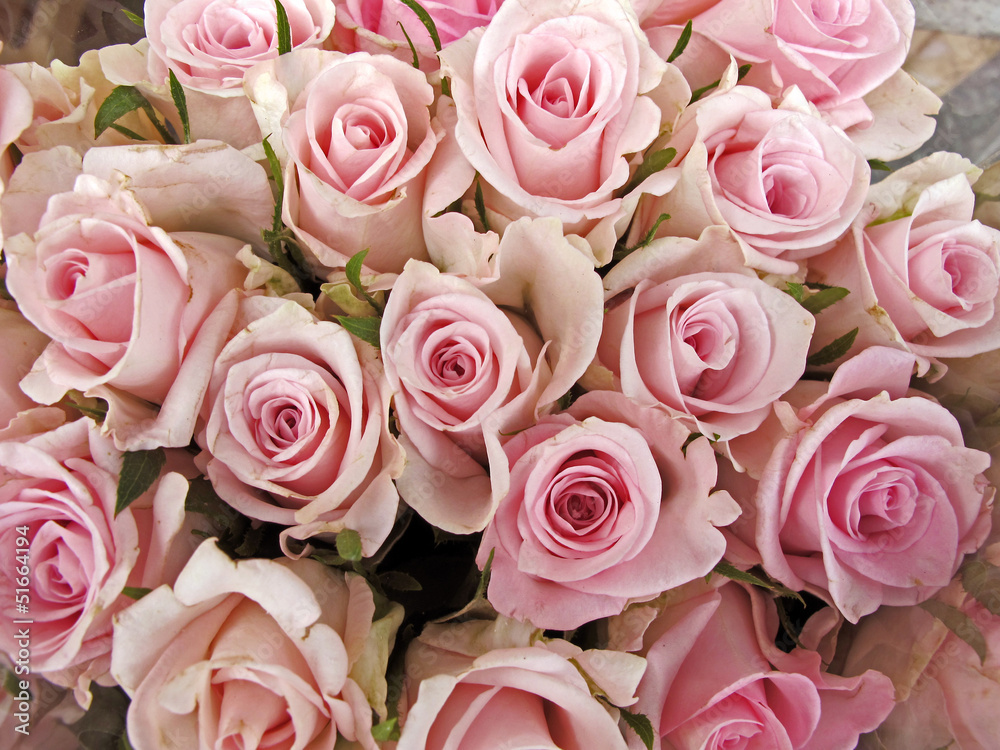 Pink Rosen Pink Rosen