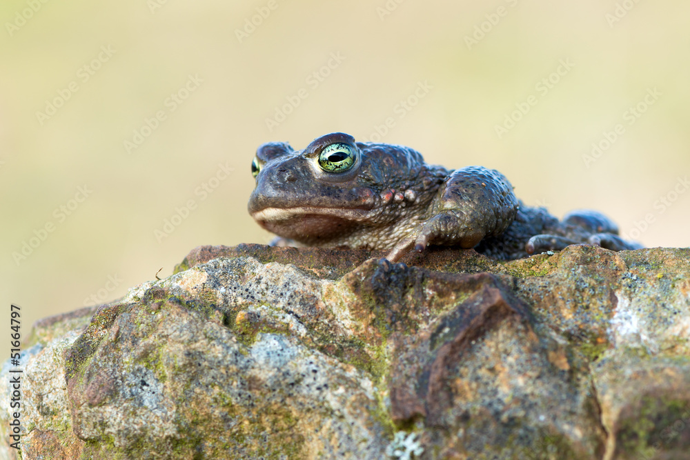 Obraz premium Bufo calamita