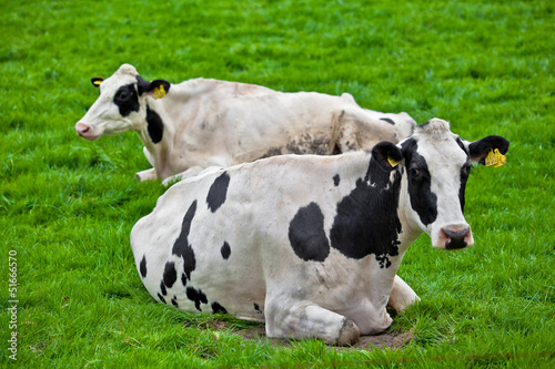 cows on meadow © EwaStudio