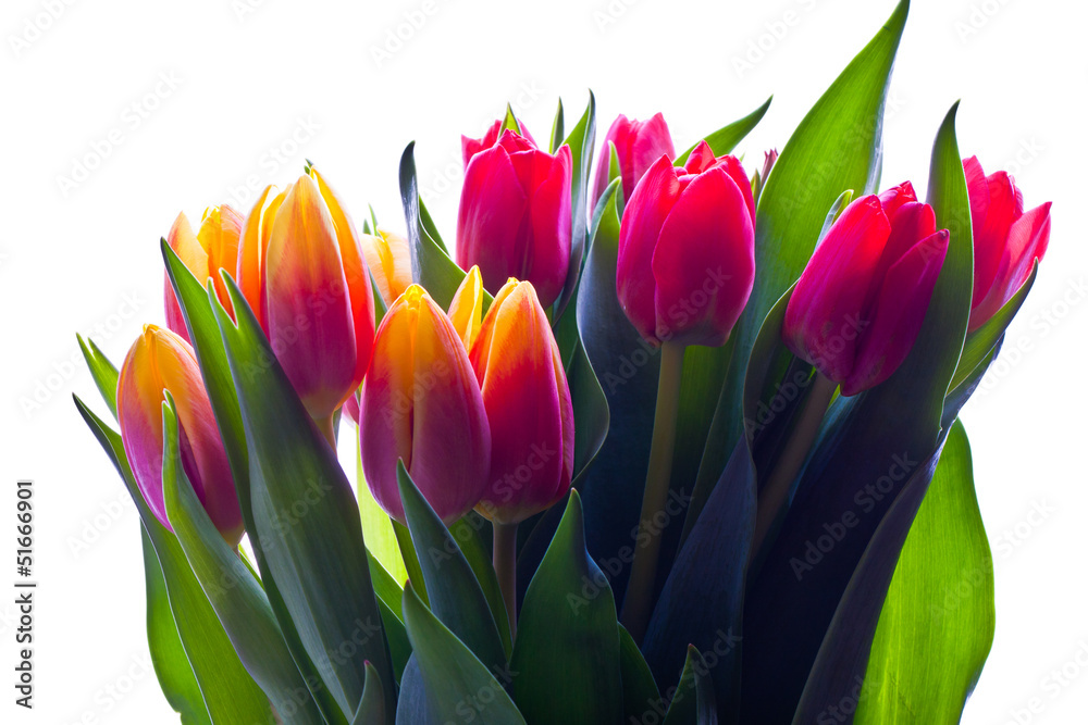 Fototapeta premium Spring bouquet of tulips 