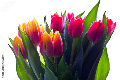 Fototapeta Naklejka Na Ścianę i Meble -  Spring bouquet of tulips 