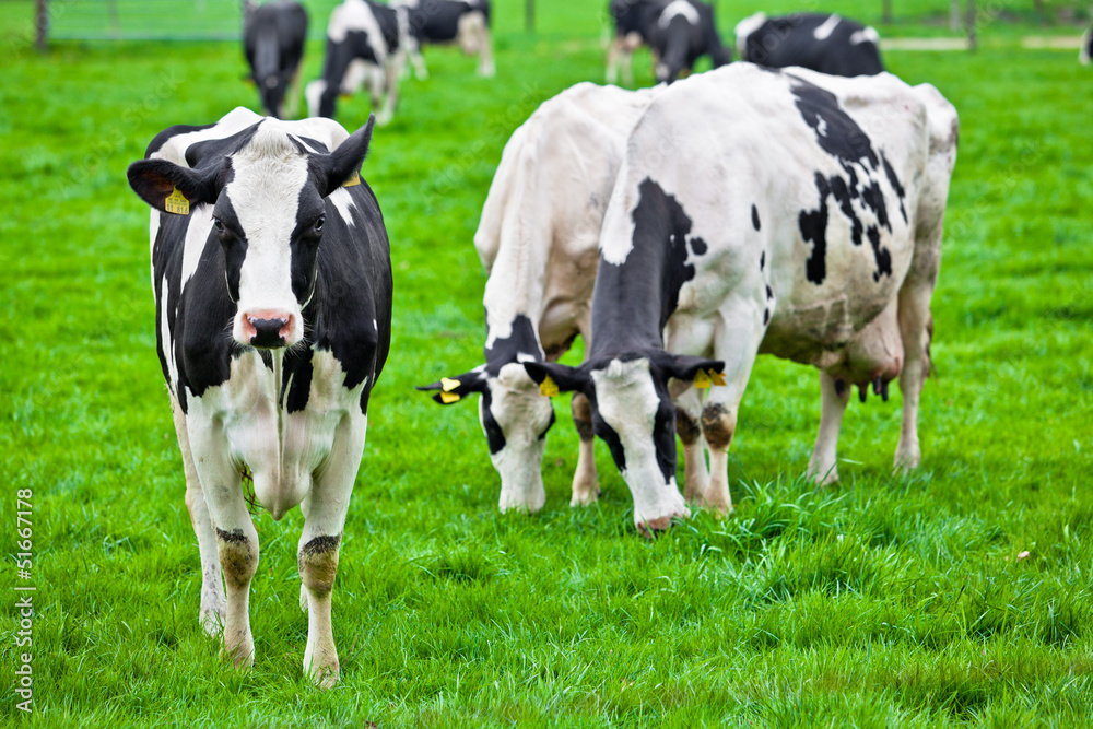 Cows on meadow with green grass. Grazing calves Cows on meadow with green grass. Grazing calves