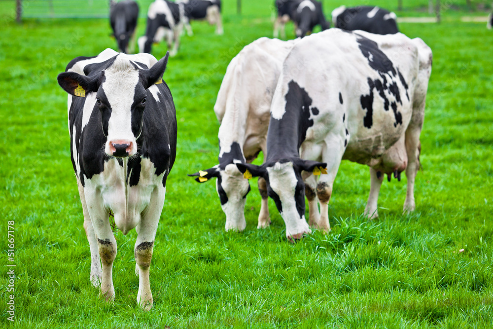 Cows on meadow with green grass. Grazing calves