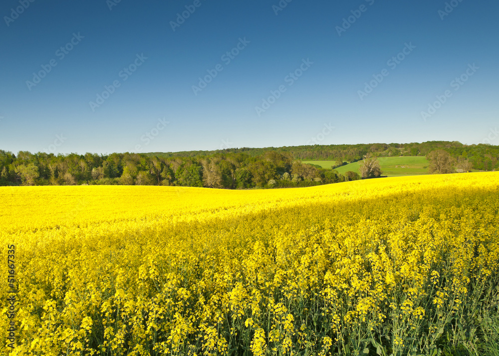 Obraz premium Oilseed Rape, Canola, Biodiesel Crop