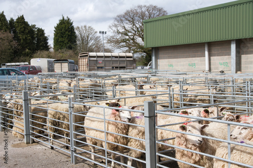 Canvastavla Livestock market