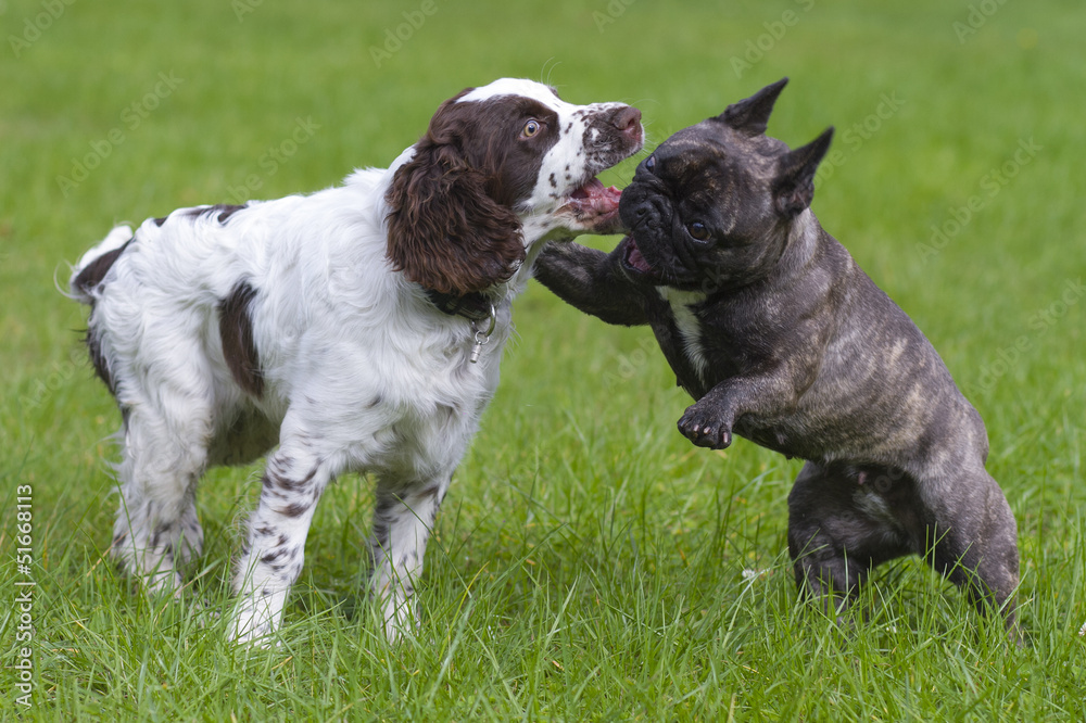 dogs in the park