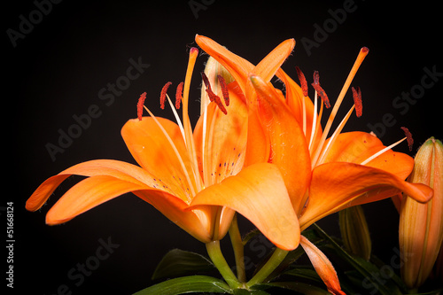 Fototapeta Naklejka Na Ścianę i Meble -  lilies on a black background