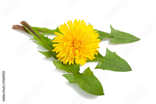  dandelion