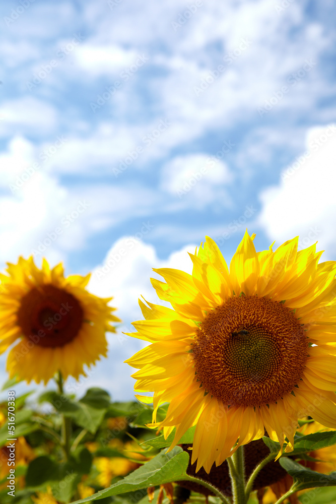 Beautiful landscape with sunflower field over cloudy blue sky an