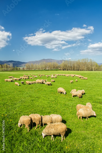 A flock of sheep grazing