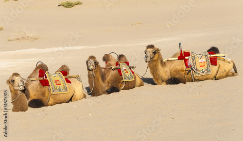 Camels have a rest beside the sand dunes