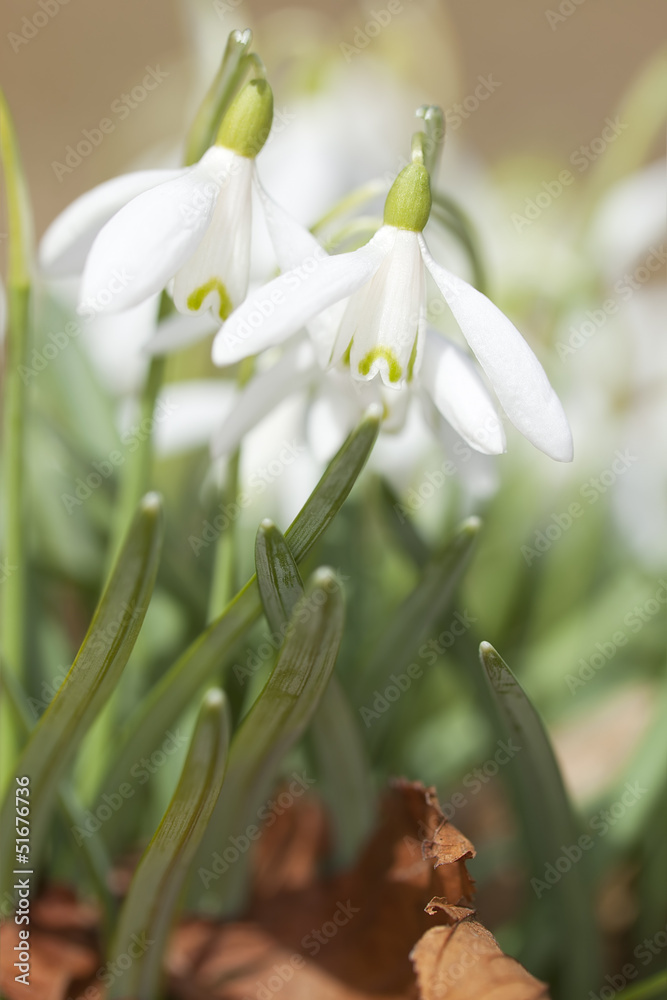 Snowdrops in full bloom, beautiful spring photo Snowdrops in full bloom, beautiful spring photo