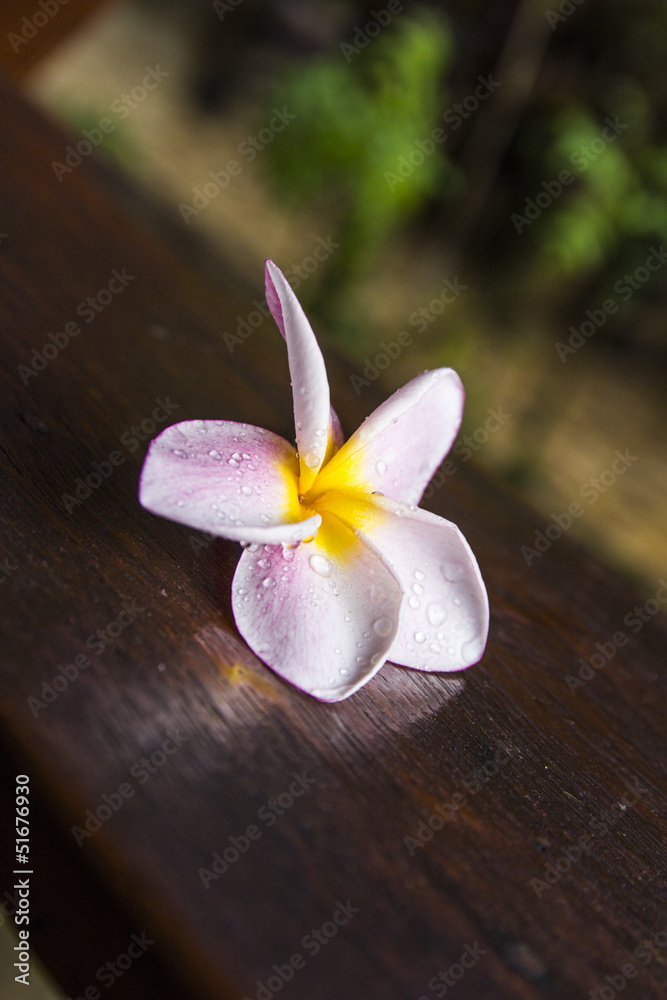 Pink frangipani flowers