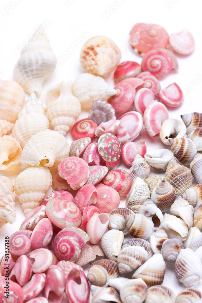 Mix three kind of sea shells.