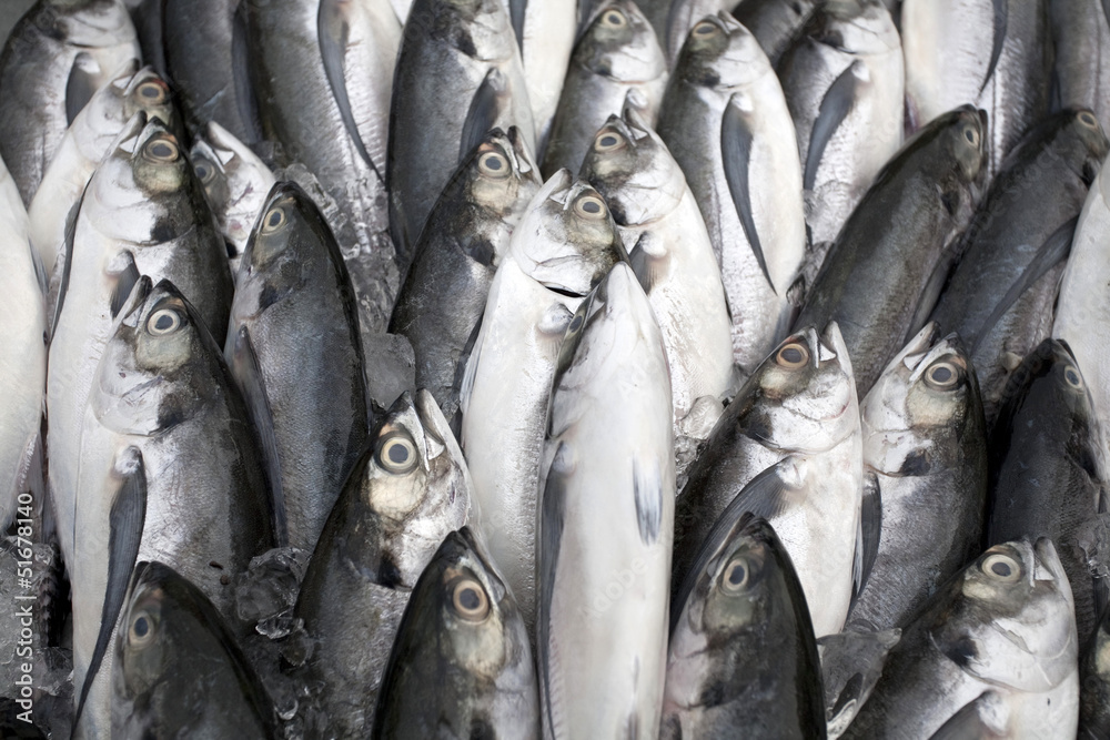 Obraz premium Fresh mackerel fish