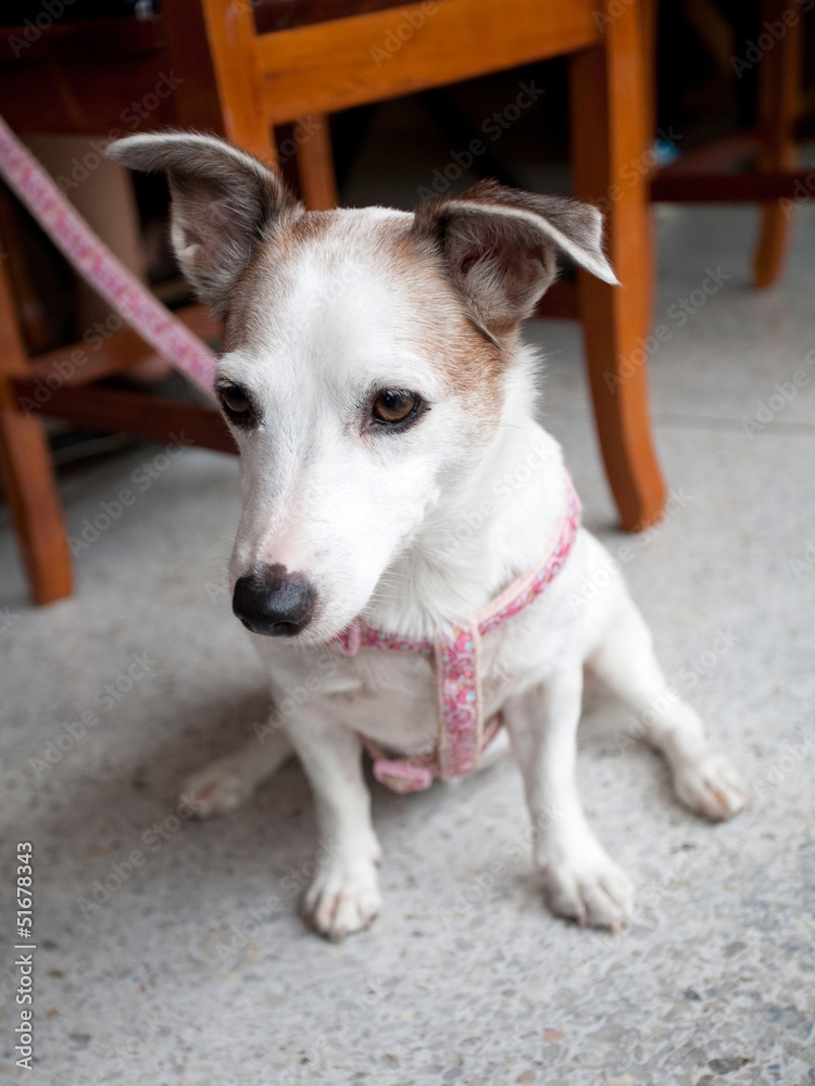 Obraz premium Jack Russell Terrier