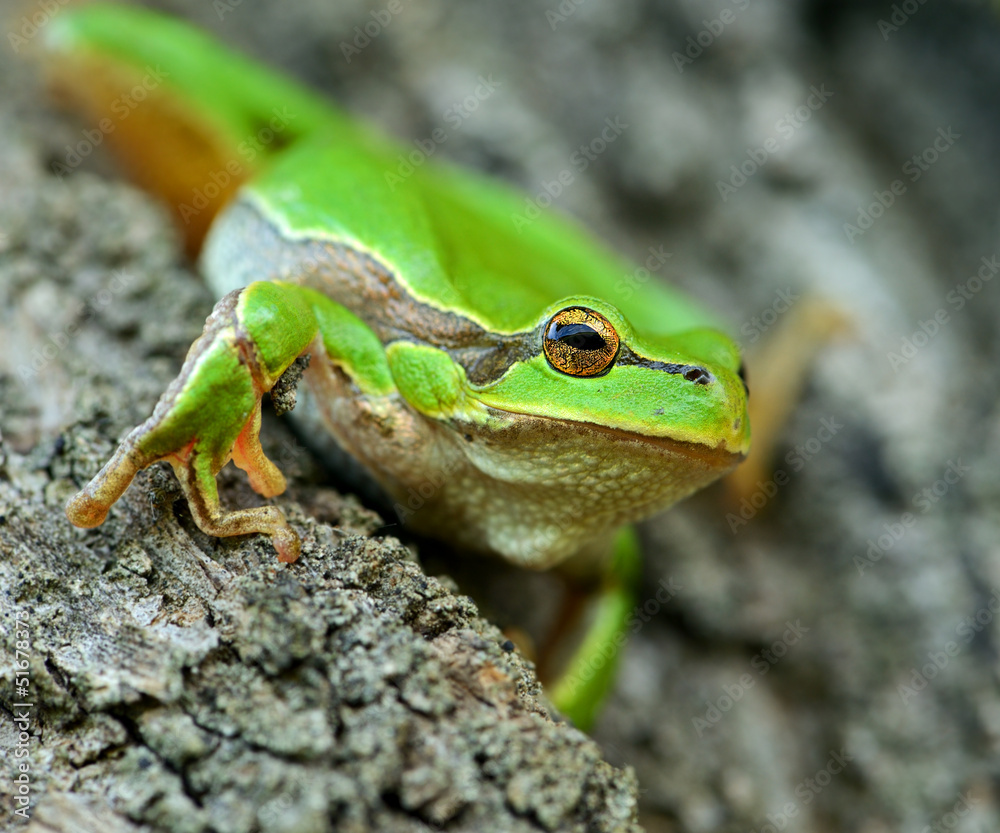 Frog Frog