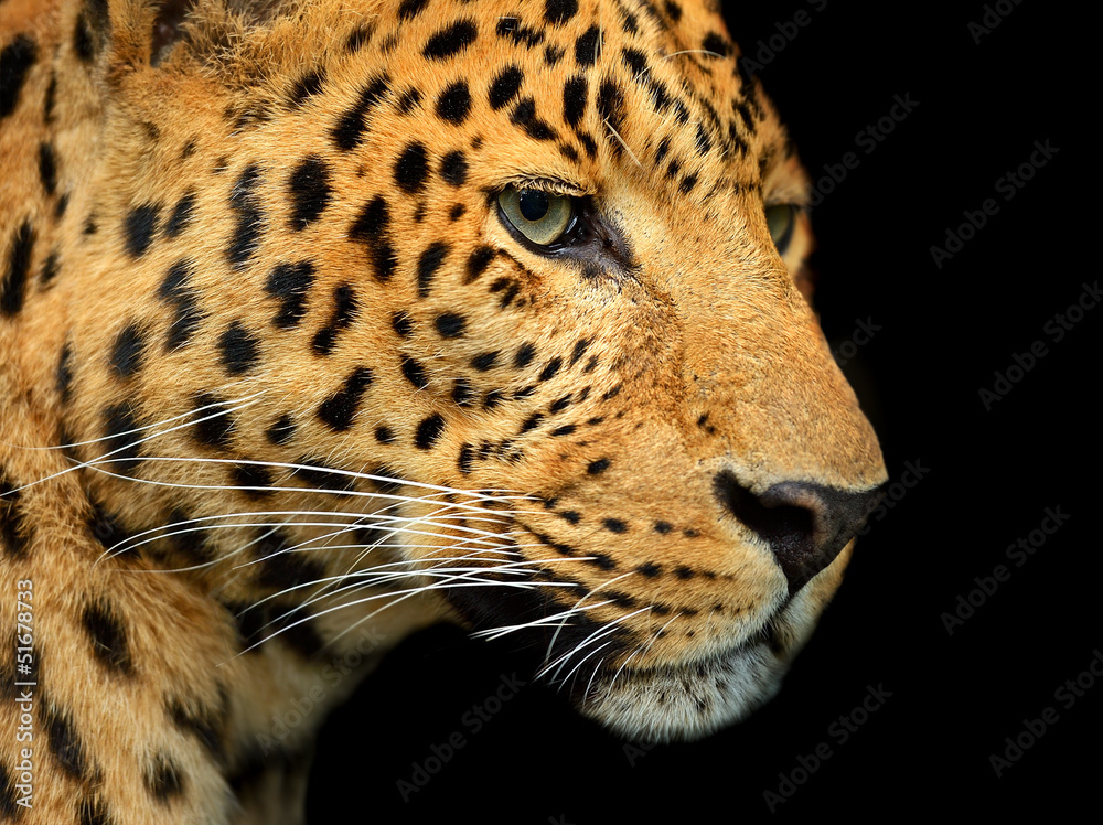 Portrait of leopard