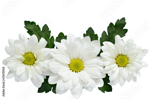 Daisies on white