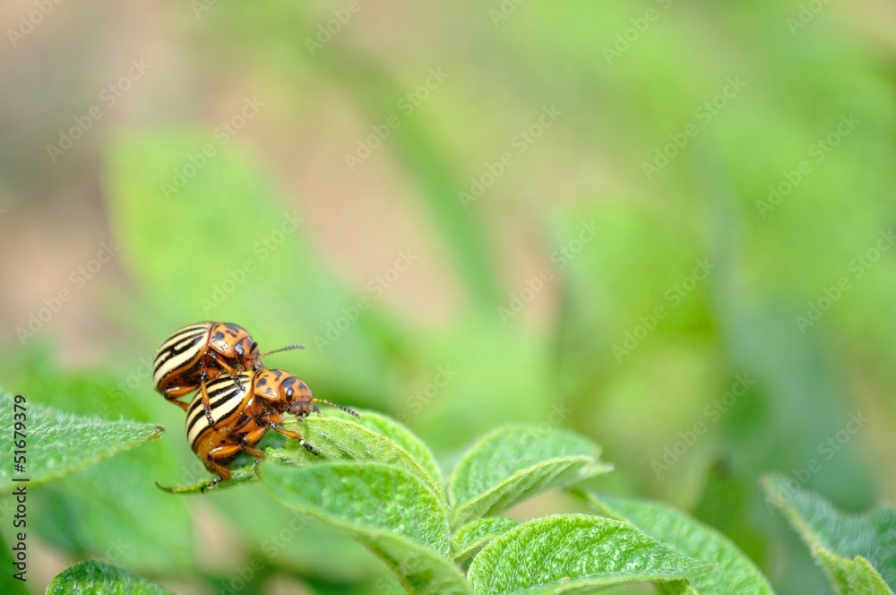 Colorado potato beetle (Leptinotarsa decemlineata) Colorado potato beetle (Leptinotarsa decemlineata)