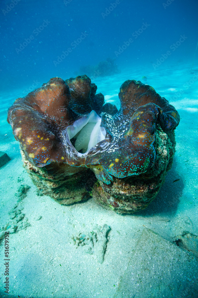 オオシャコガイ Images – Browse 37 Stock Photos, Vectors, and Video