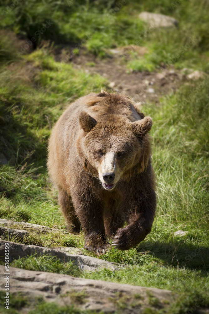 Walking Brown Bear