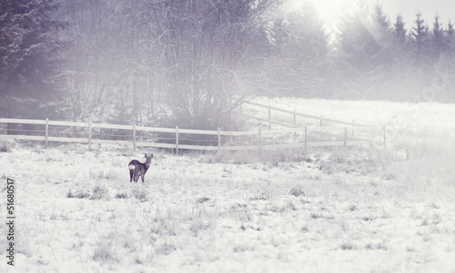 Deer Cold Winter Morning