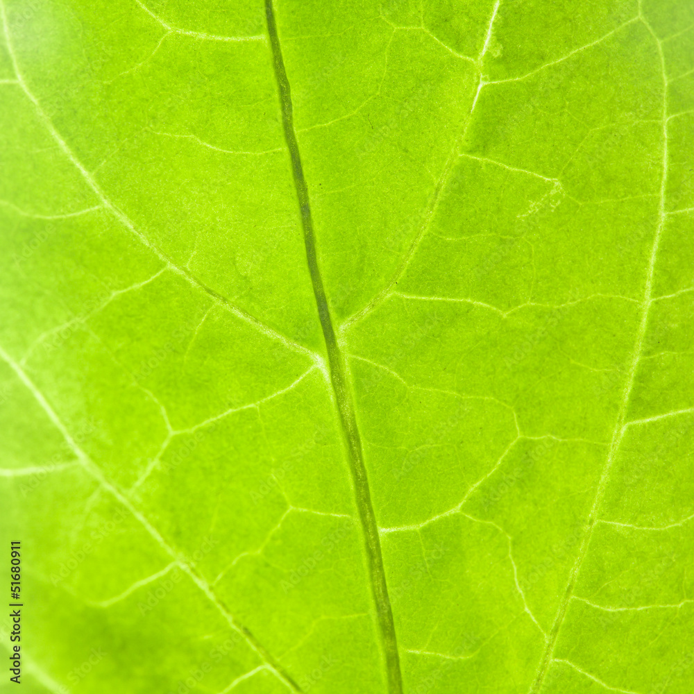 Leaf pattern closeup Leaf pattern closeup