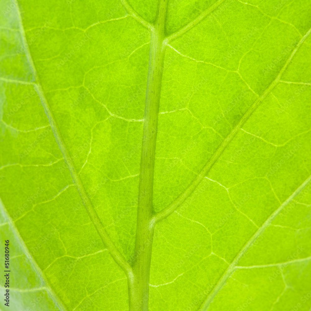Leaf pattern closeup