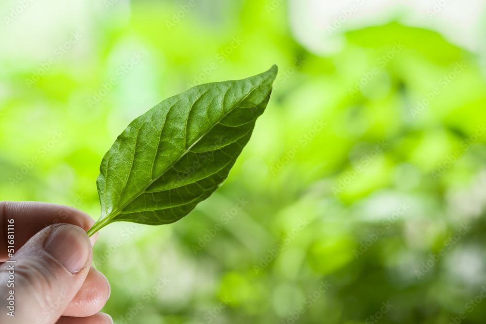 Hand with leaf Hand with leaf