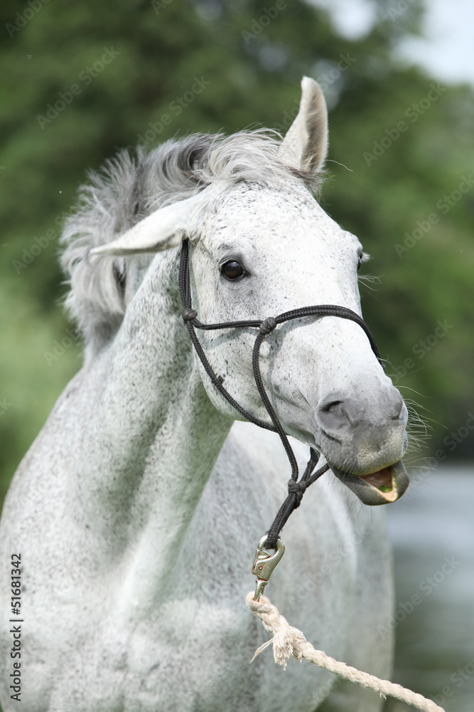 Obraz premium Crazy portrait of White English Thoroughbred horse