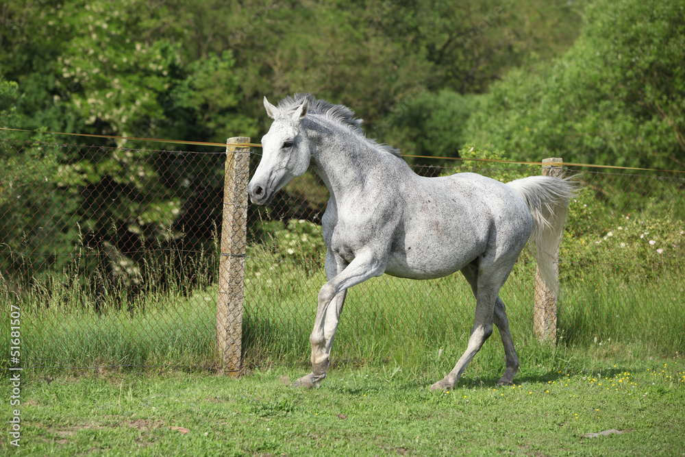 White English Thoroughbred horse in paddock White English Thoroughbred horse in paddock