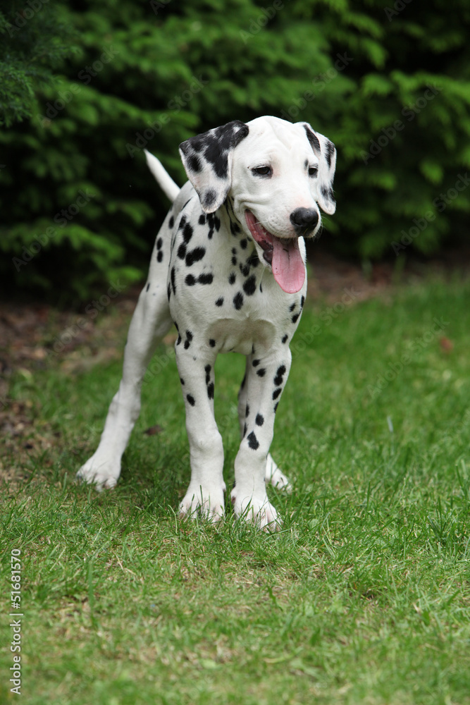 Smiling dalmatian puppy in the garden