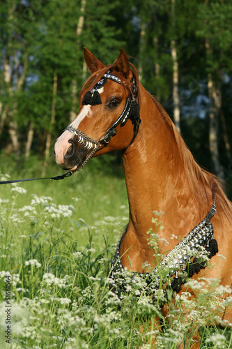Portrait of chestnut arabian stallion with perfect harness