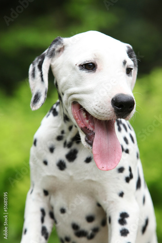 Gorgeous dalmatian puppy in the garden © Zuzana Tillerova