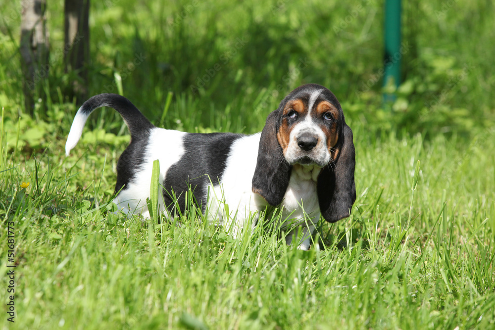 Adorable puppy of basset hound looking at you Adorable puppy of basset hound looking at you