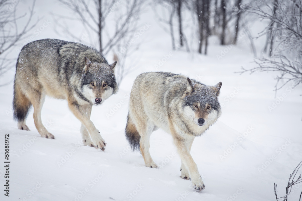 Three Wolves in the Snow Three Wolves in the Snow