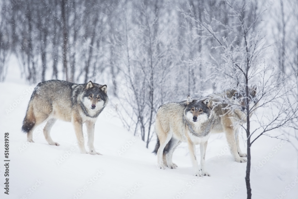 Naklejka premium Three Wolves in the Snow