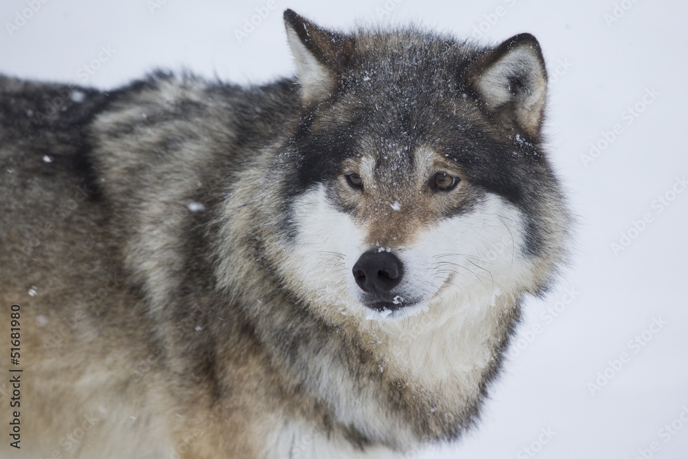 Wolf Standing in the Snow Wolf Standing in the Snow