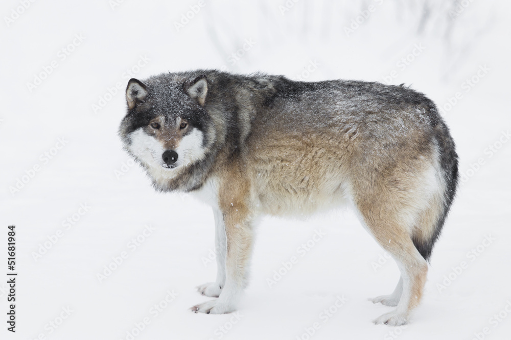 Obraz premium One Wolf in the Snow