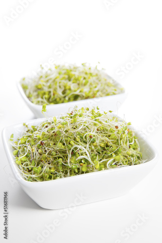Organic Broccoli Sprout