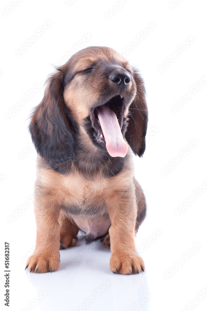 puppy puppy