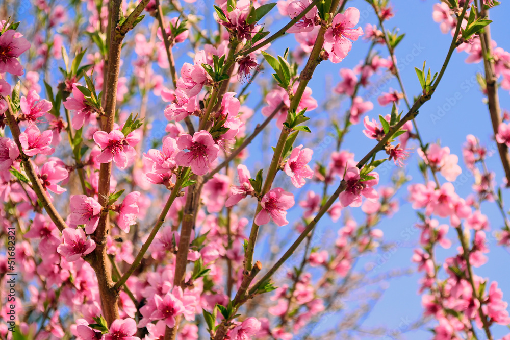 peach blooming peach blooming