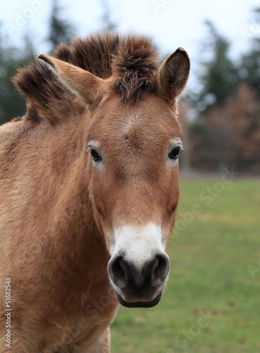 portrait du cheval de przewalski