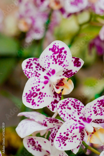 Fototapeta Naklejka Na Ścianę i Meble -  Beautiful orchid